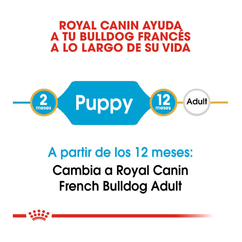 Royal Canin Puppy French Bulldog pienso para perros, , large image number null